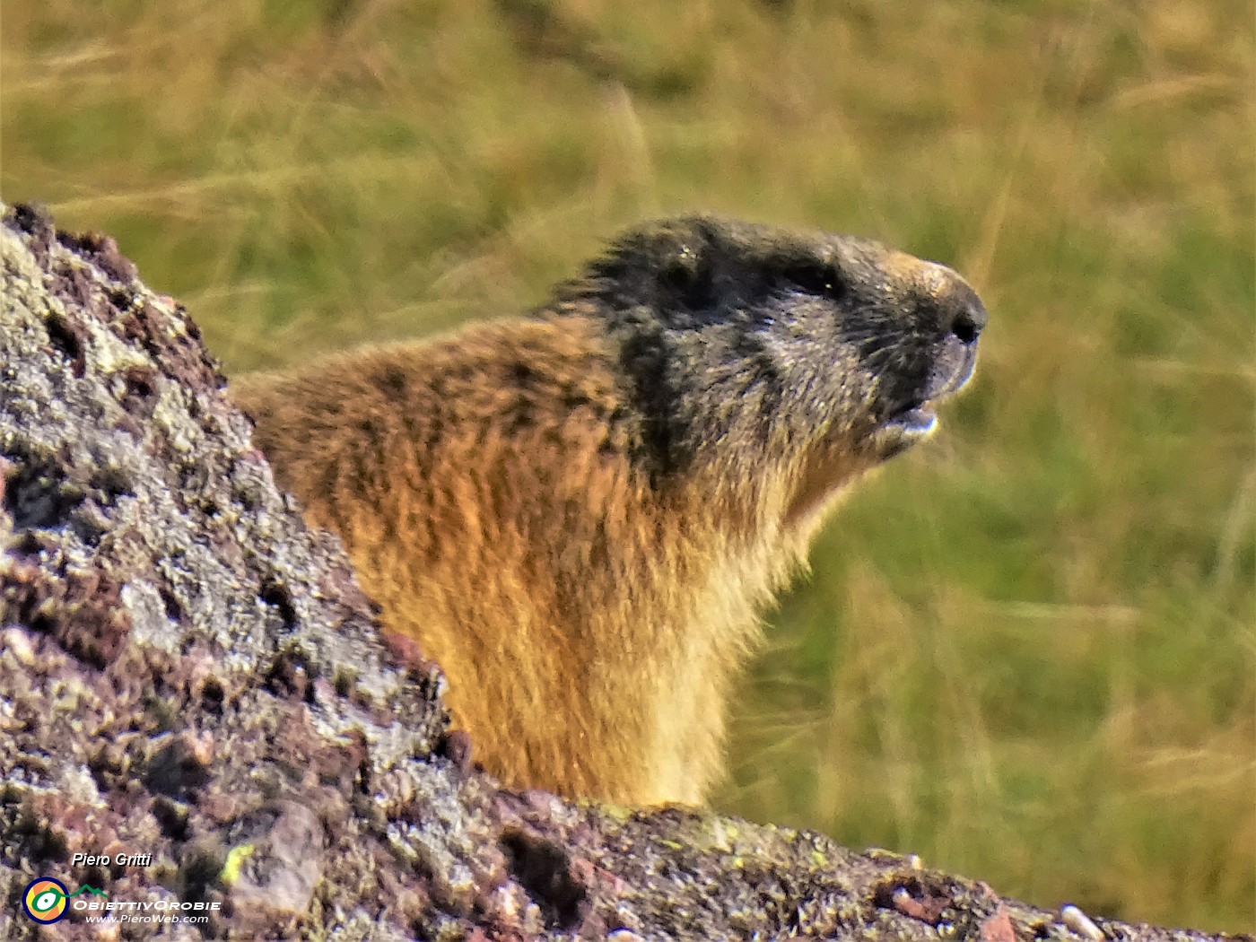 12 Marmotta in osservazione mattutina.JPG